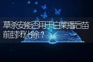 草杀安能否用于白菜播后苗前封闭化除？