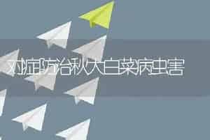 对症防治秋大白菜病虫害