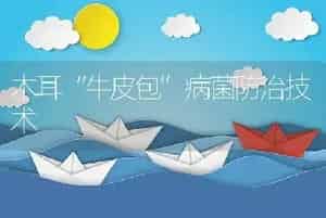 木耳“牛皮包”病菌防治技术