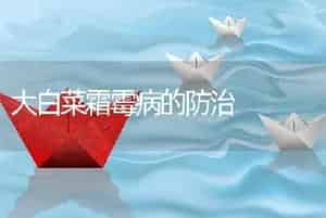大白菜霜霉病的防治