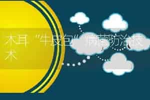 木耳“牛皮包”病菌防治技术