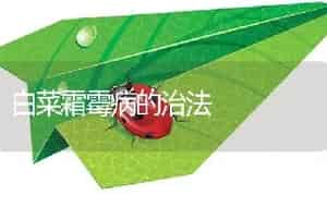 白菜霜霉病的治法