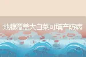 地膜覆盖大白菜可增产防病