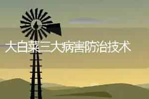 大白菜三大病害防治技术