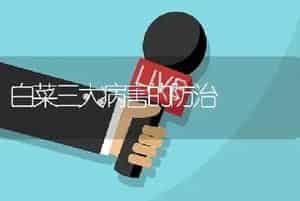 白菜三大病害的防治