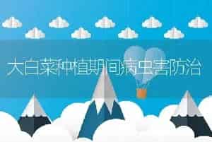 大白菜种植期间病虫害防治