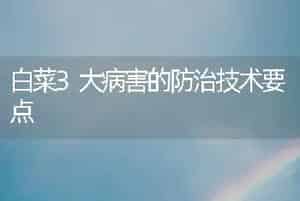 白菜3大病害的防治技术要点