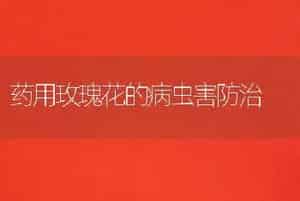 药用玫瑰花的病虫害防治