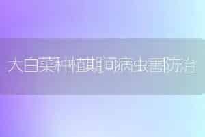大白菜种植期间病虫害防治