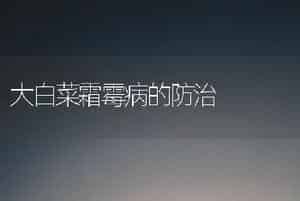 大白菜霜霉病的防治