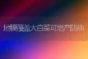 地膜覆盖大白菜可增产防病