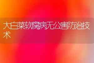 大白菜软腐病无公害防治技术