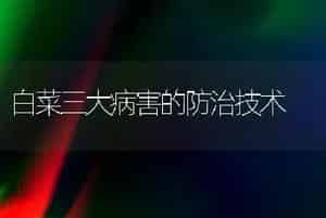白菜三大病害的防治技术