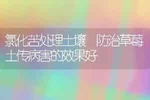 氯化苦处理土壤　防治草莓土传病害的效果好