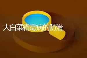 大白菜霜霉病的防治