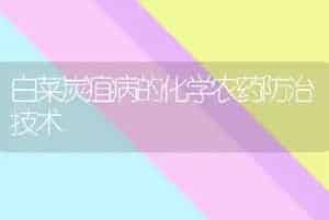 白菜炭疽病的化学农药防治技术