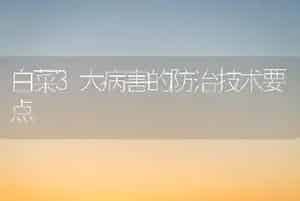 白菜3大病害的防治技术要点