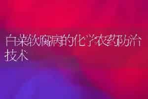 白菜软腐病的化学农药防治技术