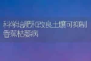 科学培肥和改良土壤可抑制香蕉枯萎病