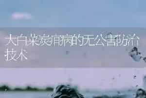 大白菜炭疽病的无公害防治技术