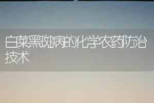 白菜黑斑病的化学农药防治技术