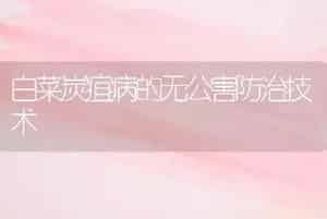 白菜炭疽病的无公害防治技术