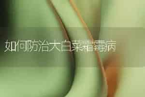 如何防治大白菜霜霉病