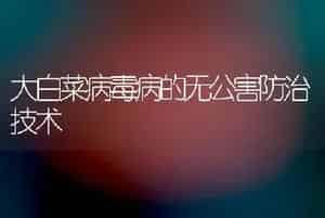 大白菜病毒病的无公害防治技术