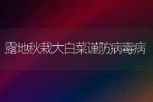 露地秋栽大白菜谨防病毒病