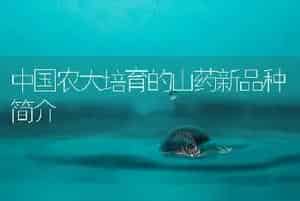 中国农大培育的山药新品种简介