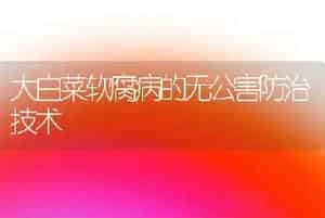 大白菜软腐病的无公害防治技术