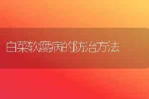 白菜软腐病的防治方法