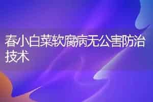 春小白菜软腐病无公害防治技术
