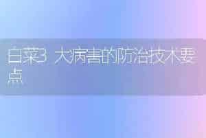 白菜3大病害的防治技术要点