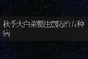 秋季大白菜要注意防治五种病