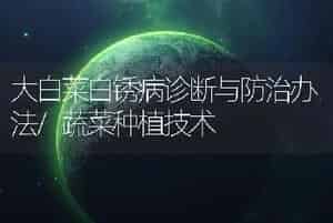 大白菜白锈病诊断与防治办法/蔬菜种植技术
