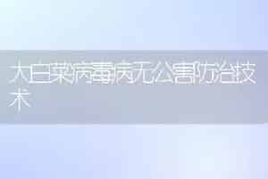 大白菜病毒病无公害防治技术