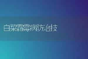 白菜霜霉病防治技