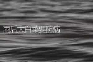 雨后大白菜要防病
