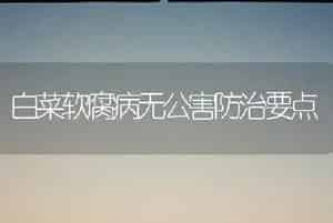 白菜软腐病无公害防治要点