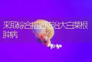 采取综合措施防治大白菜根肿病