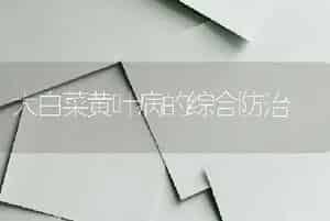 大白菜黄叶病的综合防治