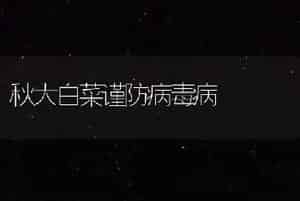 秋大白菜谨防病毒病