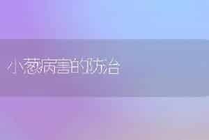 大白菜日光温室越夏防病丰产栽培技术