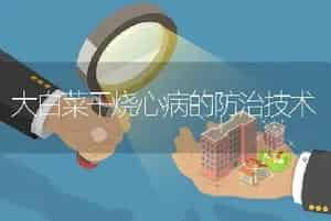 大白菜干烧心病的防治技术