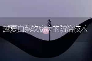 越夏白菜软腐病的防治技术