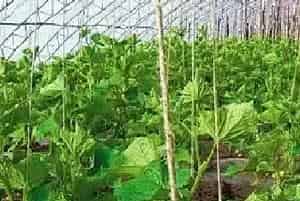 棚室蔬菜粉尘法喷药要点