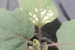 越夏蔬菜应从哪些方面来预防药害发生？