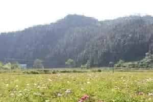 芍药烂根什么原因？解决方法介绍