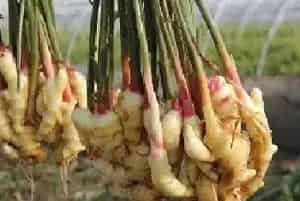 种植生姜除草剂怎么选？发生药害有哪些补救措施